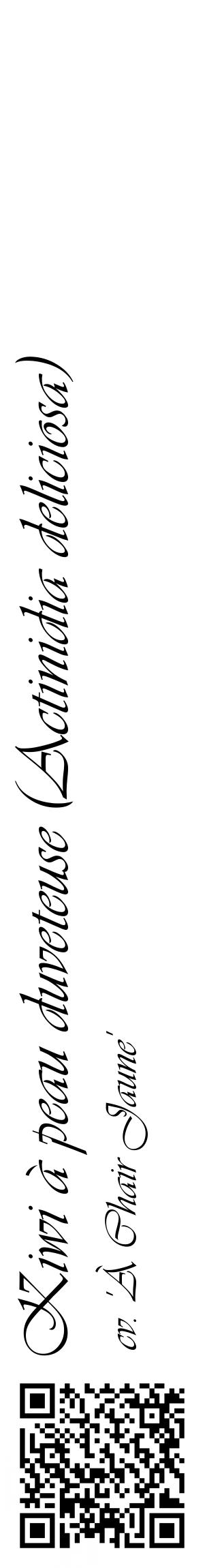 Étiquette de : Actinidia deliciosa cv. 'À Chair Jaune' - format c - style noire60_basiqueviv avec qrcode et comestibilité