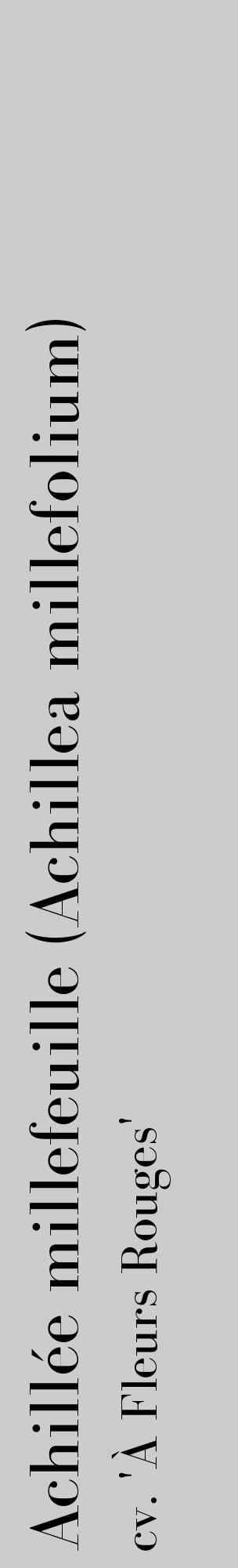Étiquette de : Achillea millefolium cv. 'À Fleurs Rouges' - format c - style noire0_basique_basiquebod avec comestibilité - position verticale