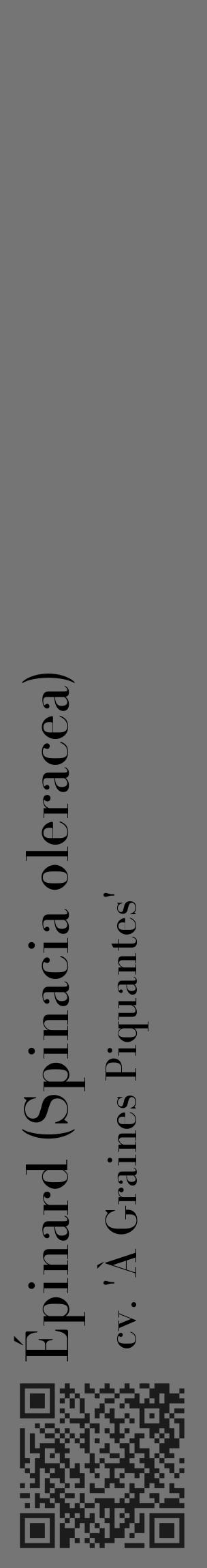 Étiquette de : Spinacia oleracea cv. 'À Graines Piquantes' - format c - style noire5_basique_basiquebod avec qrcode et comestibilité - position verticale