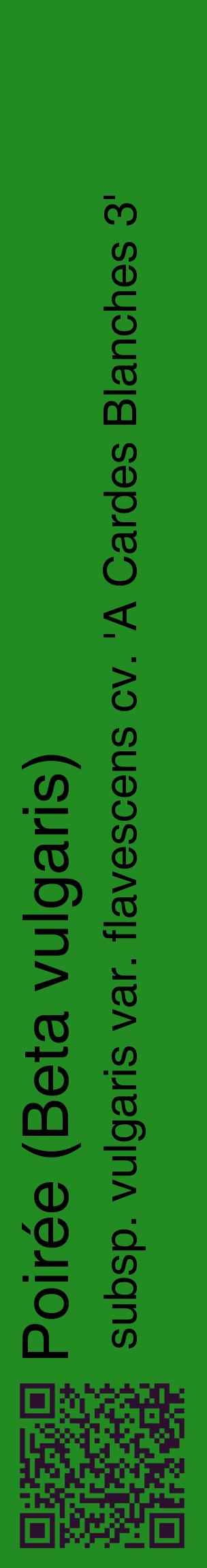Étiquette de : Beta vulgaris subsp. vulgaris var. flavescens cv. 'A Cardes Blanches 3' - format c - style noire10_basiquehel avec qrcode et comestibilité