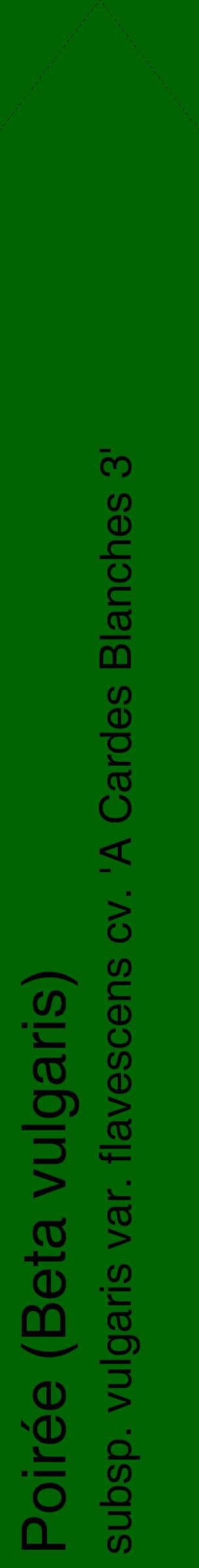Étiquette de : Beta vulgaris subsp. vulgaris var. flavescens cv. 'A Cardes Blanches 3' - format c - style noire8_simplehel avec comestibilité