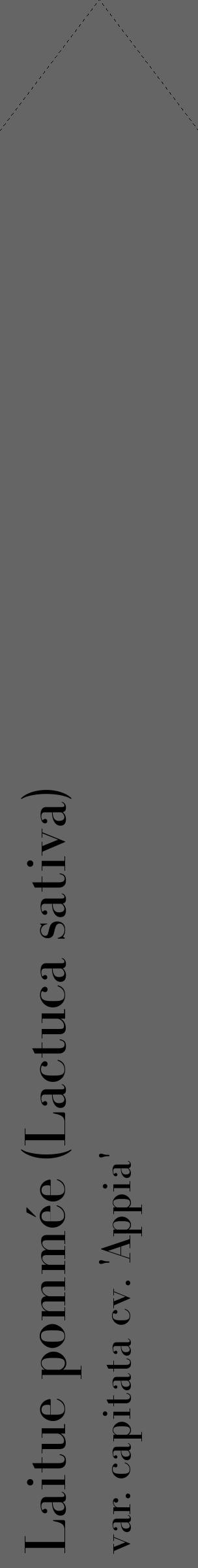 Étiquette de : Lactuca sativa var. capitata cv. 'Appia' - format c - style noire32_simple_simplebod avec comestibilité - position verticale