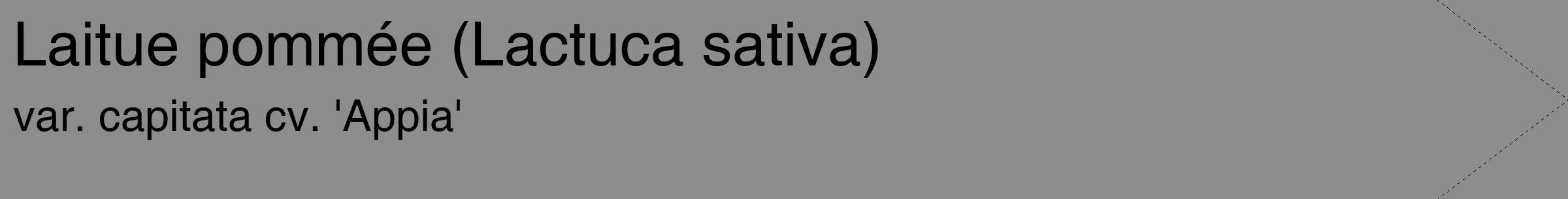 Étiquette de : Lactuca sativa var. capitata cv. 'Appia' - format c - style noire2_simple_simplehel avec comestibilité
