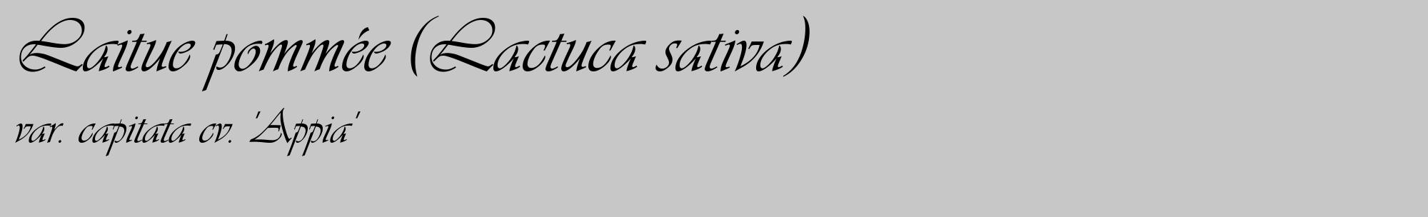 Étiquette de : Lactuca sativa var. capitata cv. 'Appia' - format c - style noire15_basique_basiqueviv avec comestibilité