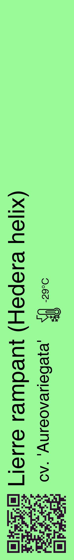 Étiquette de : Hedera helix cv. 'Aureovariegata' - format c - style noire14_basique_basiquehel avec qrcode et comestibilité - position verticale