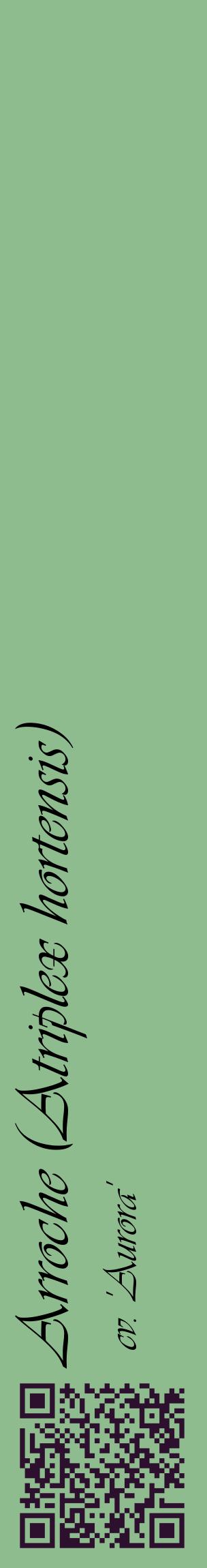 Étiquette de : Atriplex hortensis cv. 'Aurora' - format c - style noire13_basiqueviv avec qrcode et comestibilité