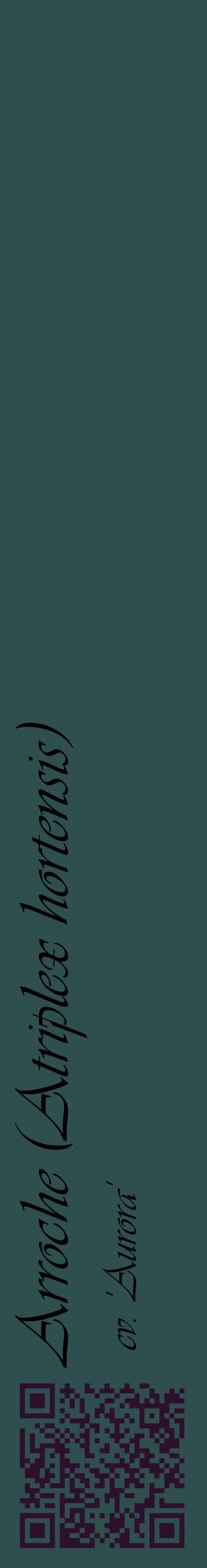 Étiquette de : Atriplex hortensis cv. 'Aurora' - format c - style noire58_basiqueviv avec qrcode et comestibilité