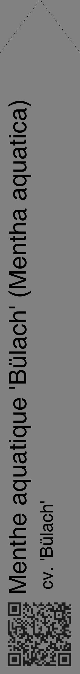 Étiquette de : Mentha aquatica cv. 'Bülach' - format c - style noire50_simple_simplehel avec qrcode et comestibilité - position verticale