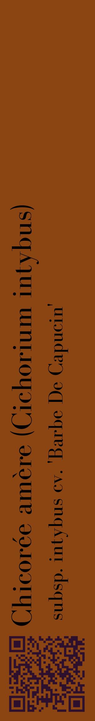 Étiquette de : Cichorium intybus subsp. intybus cv. 'Barbe De Capucin' - format c - style noire30_basiquebod avec qrcode et comestibilité