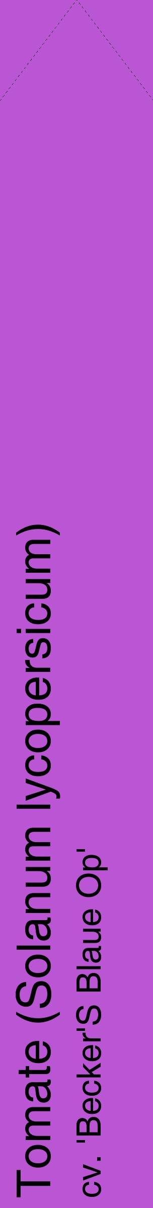 Étiquette de : Solanum lycopersicum cv. 'Becker'S Blaue Op' - format c - style noire50_simplehel avec comestibilité