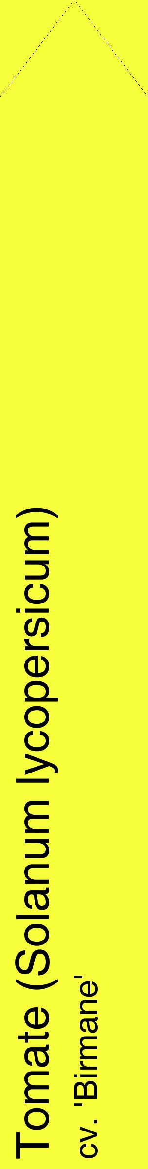Étiquette de : Solanum lycopersicum cv. 'Birmane' - format c - style noire18_simplehel avec comestibilité