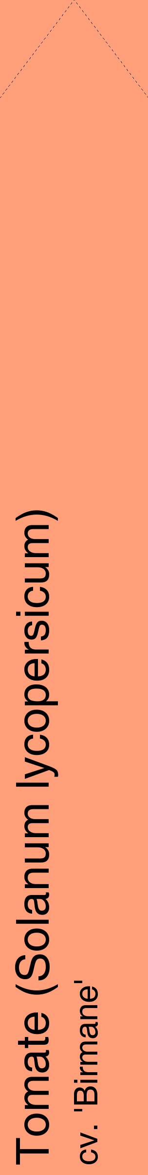 Étiquette de : Solanum lycopersicum cv. 'Birmane' - format c - style noire39_simplehel avec comestibilité