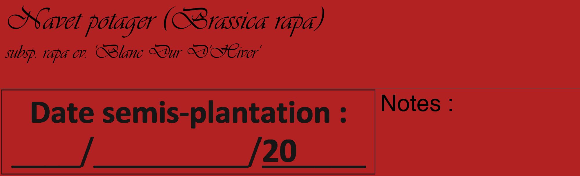 Étiquette de : Brassica rapa subsp. rapa cv. 'Blanc Dur D'Hiver' - format c - style noire28_basique_basiqueviv avec comestibilité