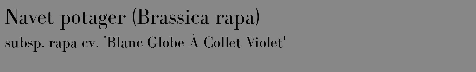 Étiquette de : Brassica rapa subsp. rapa cv. 'Blanc Globe À Collet Violet' - format c - style noire12_basique_basiquebod avec comestibilité