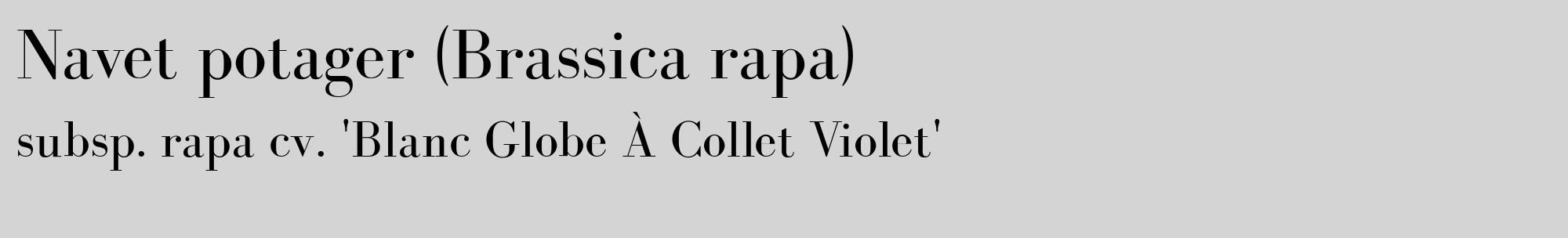 Étiquette de : Brassica rapa subsp. rapa cv. 'Blanc Globe À Collet Violet' - format c - style noire40_basique_basiquebod avec comestibilité