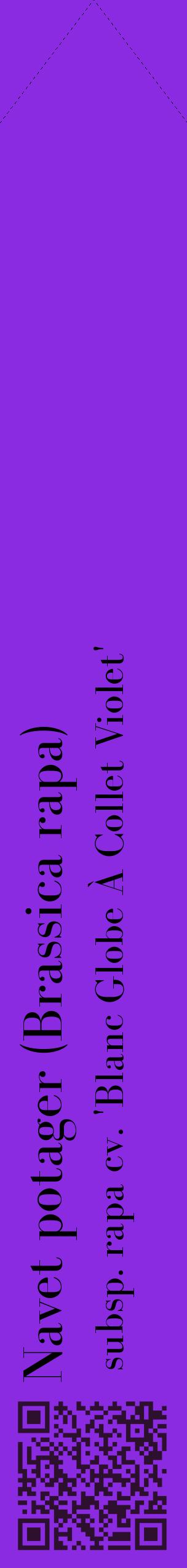 Étiquette de : Brassica rapa subsp. rapa cv. 'Blanc Globe À Collet Violet' - format c - style noire49_simplebod avec qrcode et comestibilité