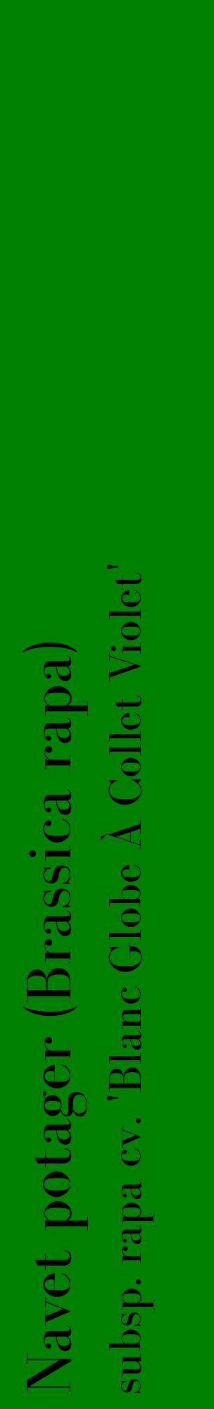 Étiquette de : Brassica rapa subsp. rapa cv. 'Blanc Globe À Collet Violet' - format c - style noire9_basiquebod avec comestibilité