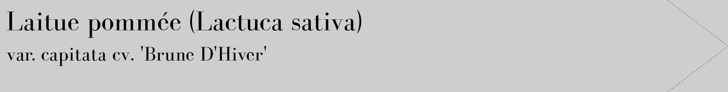 Étiquette de : Lactuca sativa var. capitata cv. 'Brune D'Hiver' - format c - style noire17_simple_simplebod avec comestibilité