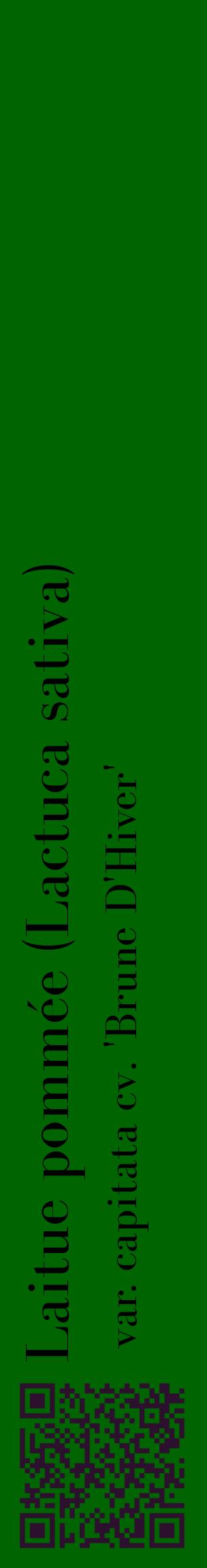 Étiquette de : Lactuca sativa var. capitata cv. 'Brune D'Hiver' - format c - style noire8_basiquebod avec qrcode et comestibilité