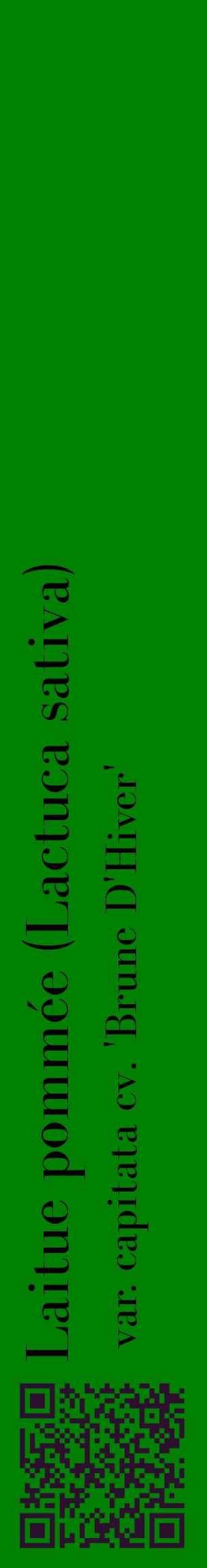 Étiquette de : Lactuca sativa var. capitata cv. 'Brune D'Hiver' - format c - style noire9_basiquebod avec qrcode et comestibilité