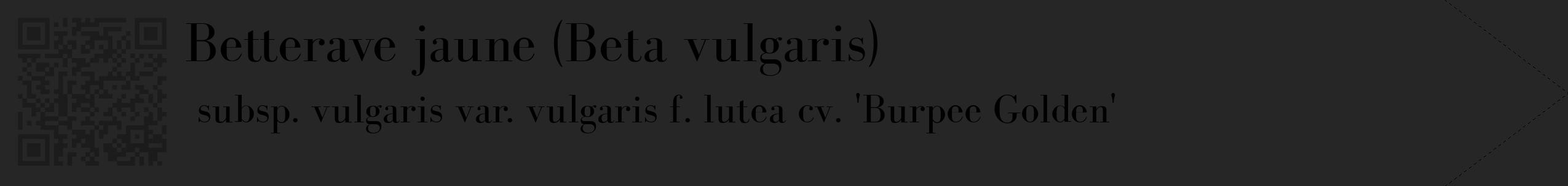 Étiquette de : Beta vulgaris subsp. vulgaris var. vulgaris f. lutea cv. 'Burpee Golden' - format c - style noire29_simple_simplebod avec qrcode et comestibilité