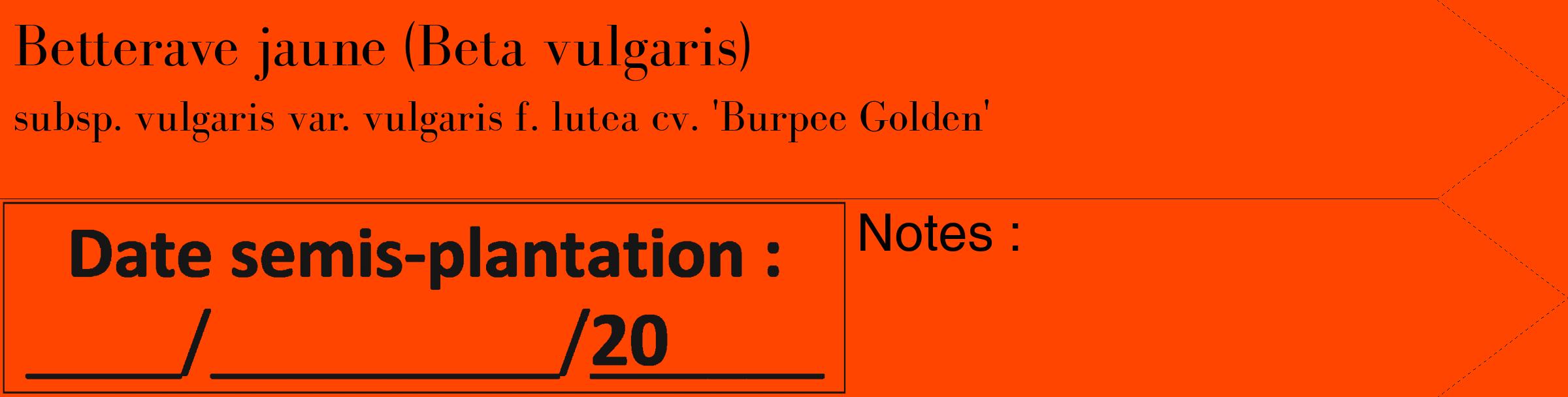 Étiquette de : Beta vulgaris subsp. vulgaris var. vulgaris f. lutea cv. 'Burpee Golden' - format c - style noire26_simple_simplebod avec comestibilité
