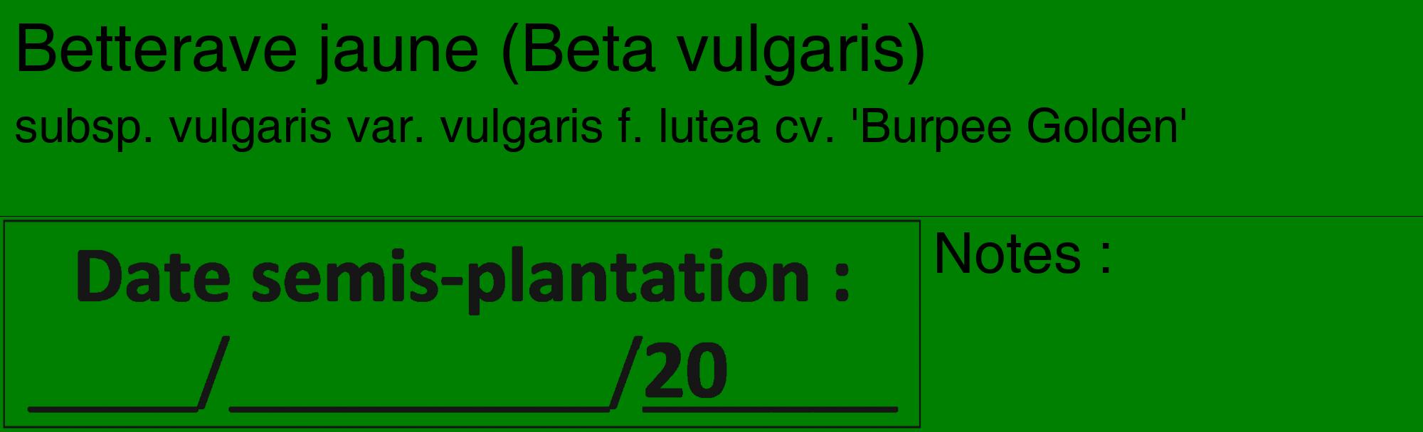 Étiquette de : Beta vulgaris subsp. vulgaris var. vulgaris f. lutea cv. 'Burpee Golden' - format c - style noire9_basique_basiquehel avec comestibilité