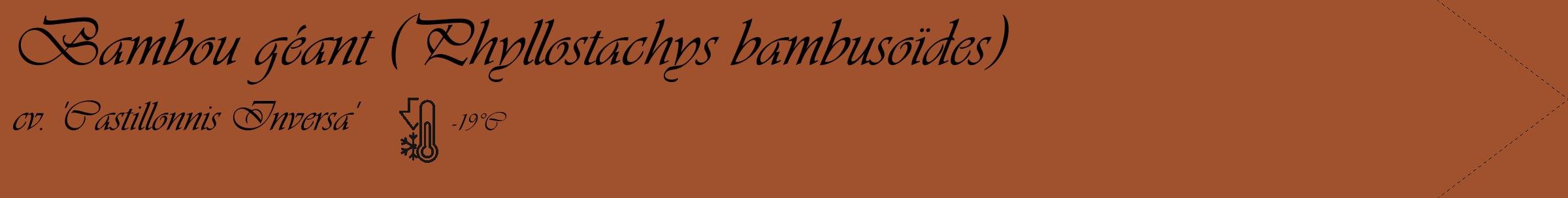 Étiquette de : Phyllostachys bambusoïdes cv. 'Castillonnis Inversa' - format c - style noire32_simple_simpleviv avec comestibilité