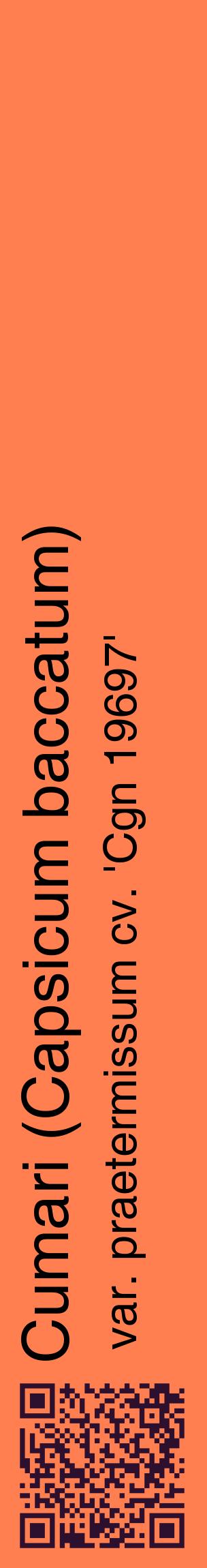Étiquette de : Capsicum baccatum var. praetermissum cv. 'Cgn 19697' - format c - style noire24_basiquehel avec qrcode et comestibilité