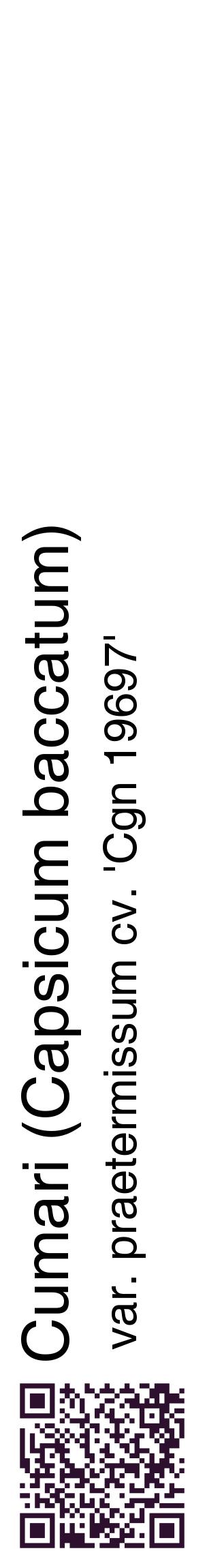 Étiquette de : Capsicum baccatum var. praetermissum cv. 'Cgn 19697' - format c - style noire60_basiquehel avec qrcode et comestibilité