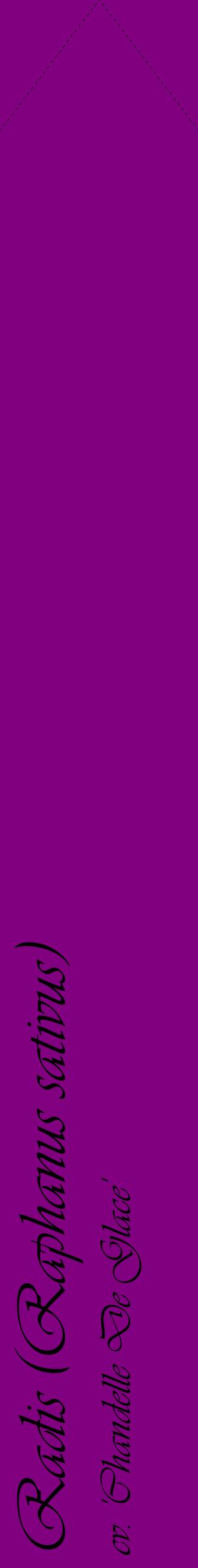 Étiquette de : Raphanus sativus cv. 'Chandelle De Glace' - format c - style noire46_simpleviv avec comestibilité