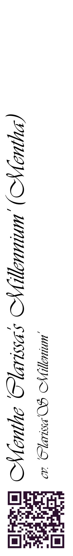 Étiquette de : Mentha cv. 'Clarissa'S Millenium' - format c - style noire60_basiqueviv avec qrcode et comestibilité