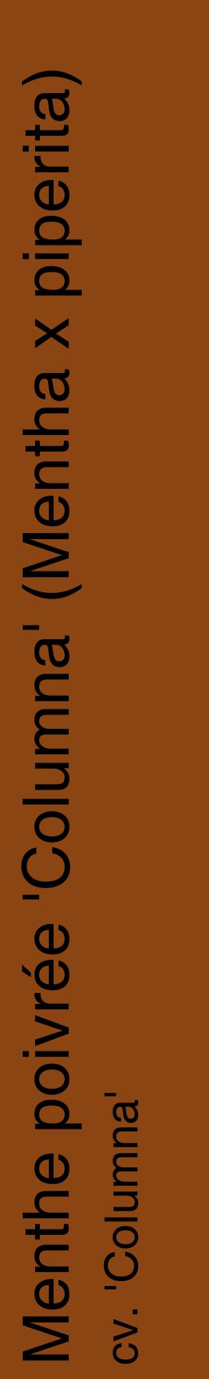 Étiquette de : Mentha x piperita cv. 'Columna' - format c - style noire30_basiquehel avec comestibilité