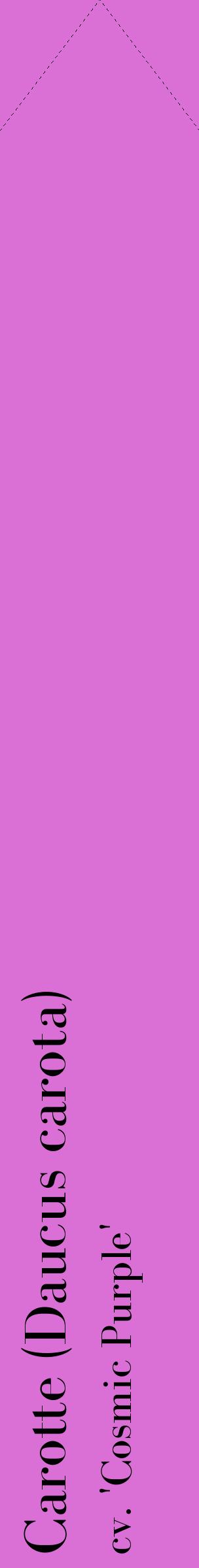 Étiquette de : Daucus carota cv. 'Cosmic Purple' - format c - style noire52_simplebod avec comestibilité
