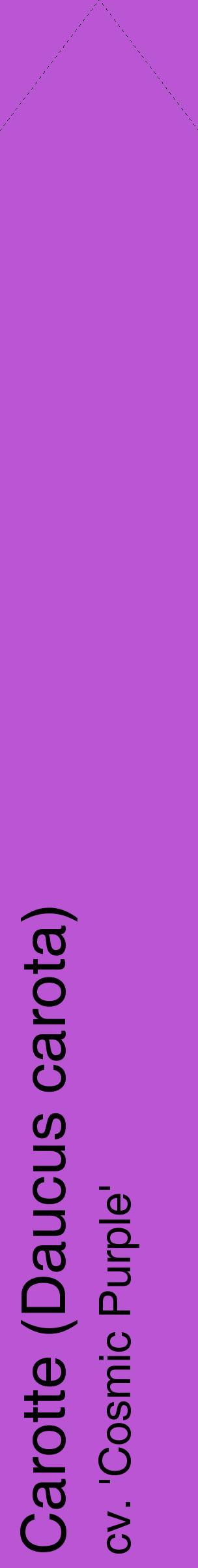 Étiquette de : Daucus carota cv. 'Cosmic Purple' - format c - style noire50_simplehel avec comestibilité