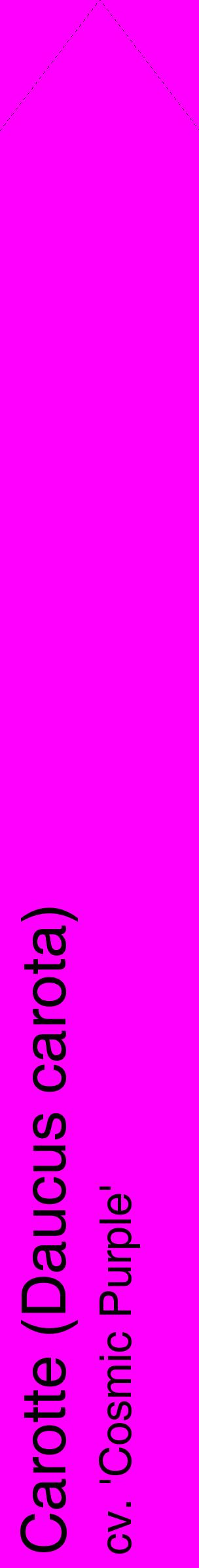 Étiquette de : Daucus carota cv. 'Cosmic Purple' - format c - style noire51_simplehel avec comestibilité