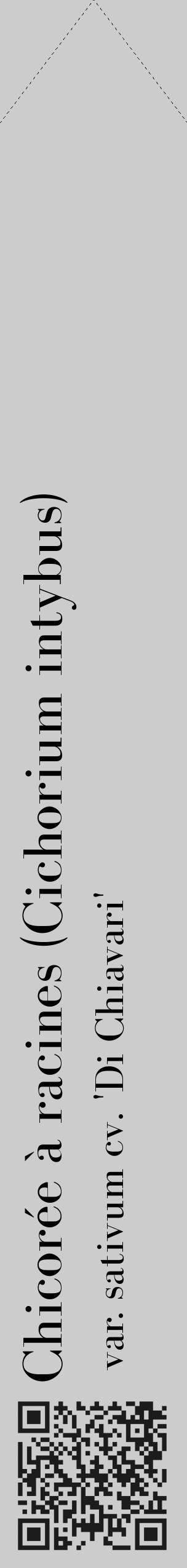 Étiquette de : Cichorium intybus var. sativum cv. 'Di Chiavari' - format c - style noire0_simple_simplebod avec qrcode et comestibilité - position verticale
