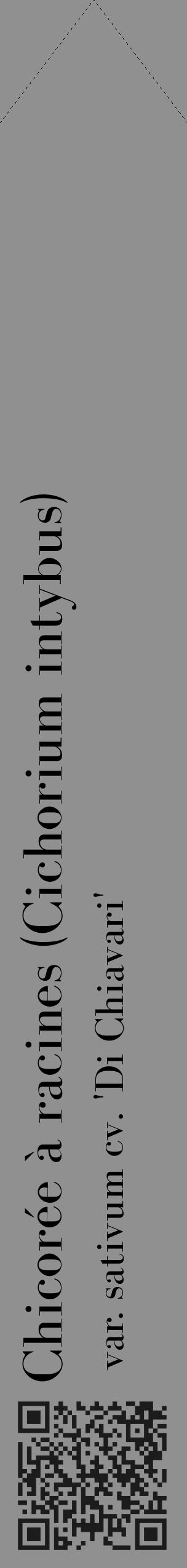 Étiquette de : Cichorium intybus var. sativum cv. 'Di Chiavari' - format c - style noire4_simple_simplebod avec qrcode et comestibilité - position verticale