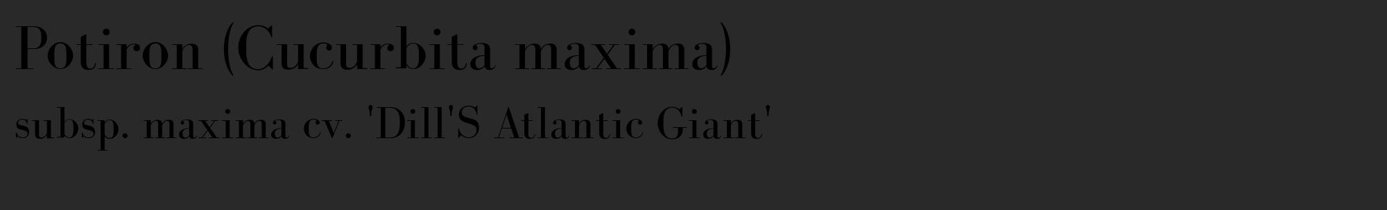 Étiquette de : Cucurbita maxima subsp. maxima cv. 'Dill'S Atlantic Giant' - format c - style noire34_basique_basiquebod avec comestibilité
