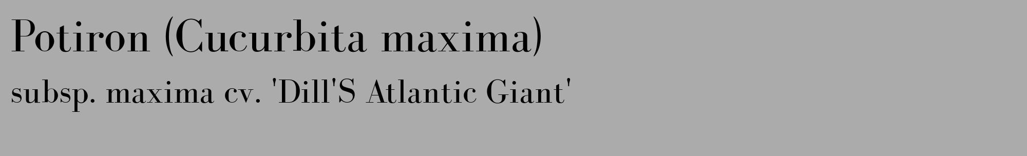 Étiquette de : Cucurbita maxima subsp. maxima cv. 'Dill'S Atlantic Giant' - format c - style noire37_basique_basiquebod avec comestibilité
