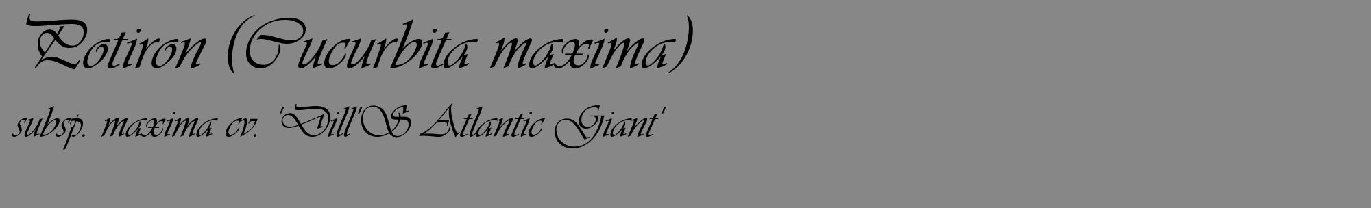 Étiquette de : Cucurbita maxima subsp. maxima cv. 'Dill'S Atlantic Giant' - format c - style noire12_basique_basiqueviv avec comestibilité