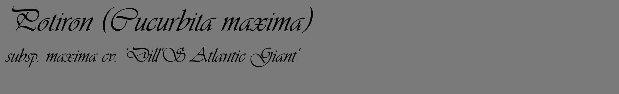 Étiquette de : Cucurbita maxima subsp. maxima cv. 'Dill'S Atlantic Giant' - format c - style noire3_basique_basiqueviv avec comestibilité