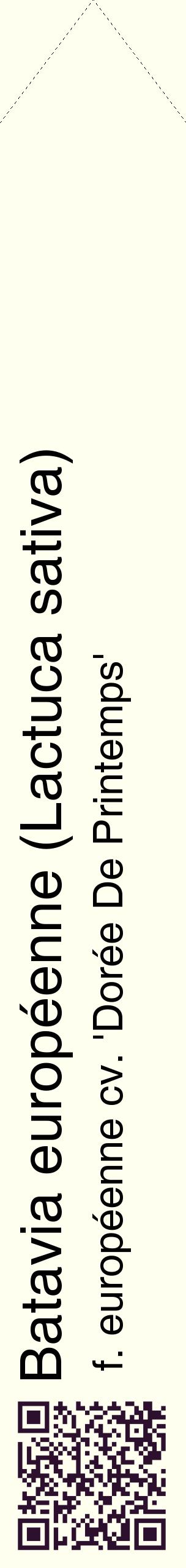 Étiquette de : Lactuca sativa f. européenne cv. 'Dorée De Printemps' - format c - style noire19_simplehel avec qrcode et comestibilité