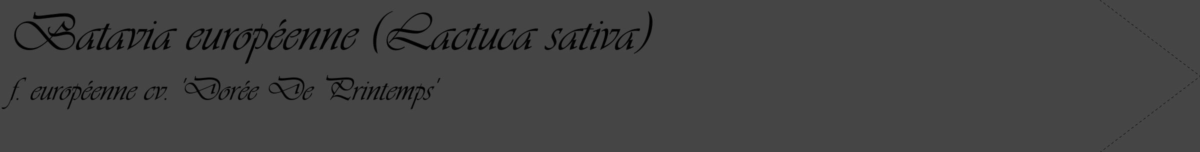 Étiquette de : Lactuca sativa f. européenne cv. 'Dorée De Printemps' - format c - style noire58_simple_simpleviv avec comestibilité