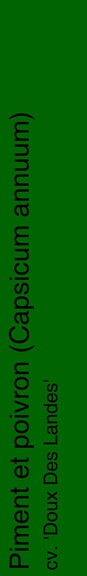 Étiquette de : Capsicum annuum cv. 'Doux Des Landes' - format c - style noire8_basiquehel avec comestibilité