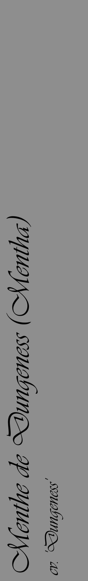 Étiquette de : Mentha cv. 'Dungeness' - format c - style noire25_basique_basiqueviv avec comestibilité - position verticale