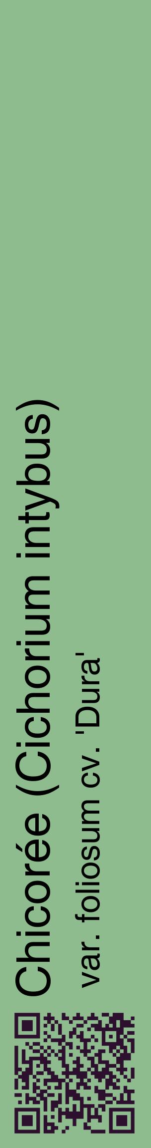 Étiquette de : Cichorium intybus var. foliosum cv. 'Dura' - format c - style noire13_basiquehel avec qrcode et comestibilité
