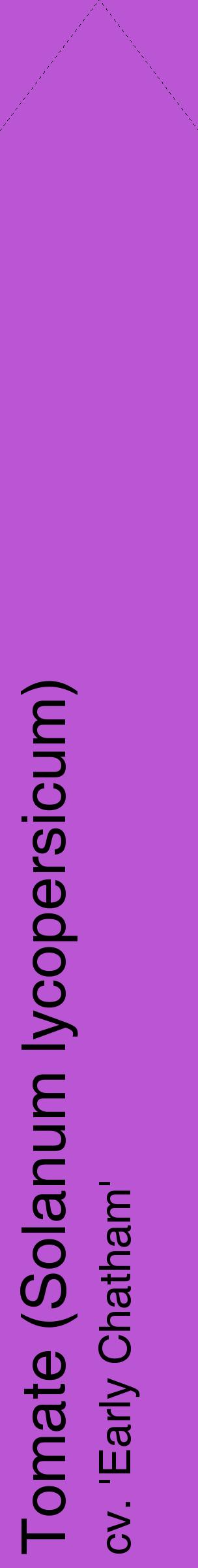 Étiquette de : Solanum lycopersicum cv. 'Early Chatham' - format c - style noire50_simplehel avec comestibilité
