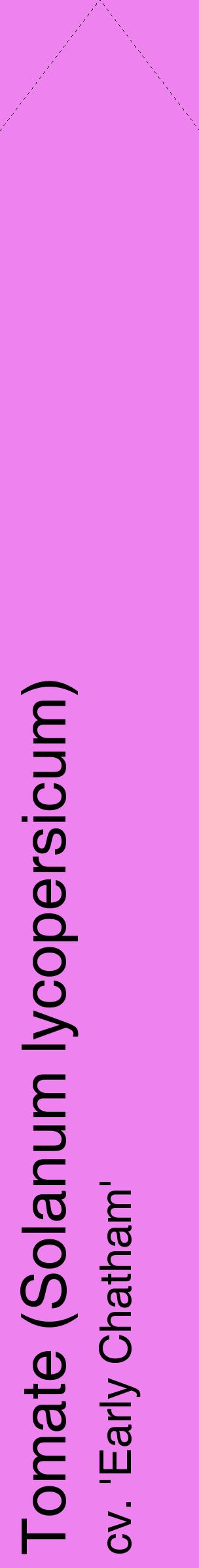 Étiquette de : Solanum lycopersicum cv. 'Early Chatham' - format c - style noire53_simplehel avec comestibilité