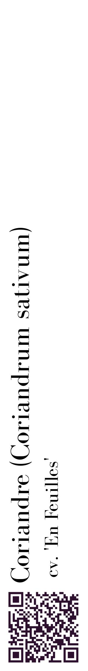 Étiquette de : Coriandrum sativum cv. 'En Feuilles' - format c - style noire60_basiquebod avec qrcode et comestibilité